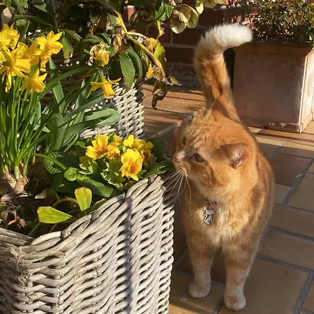 L'hirondelle Du Faubourg Privatunterkunft