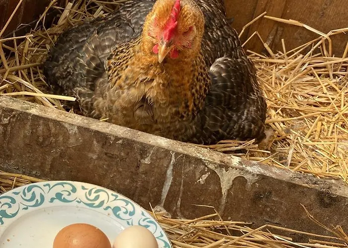 L'hirondelle Du Faubourg Alloggio in famiglia *