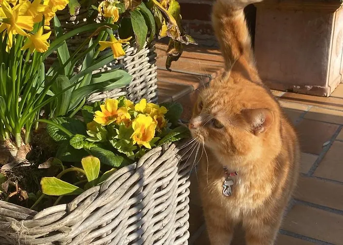 L'hirondelle Du Faubourg Alloggio in famiglia